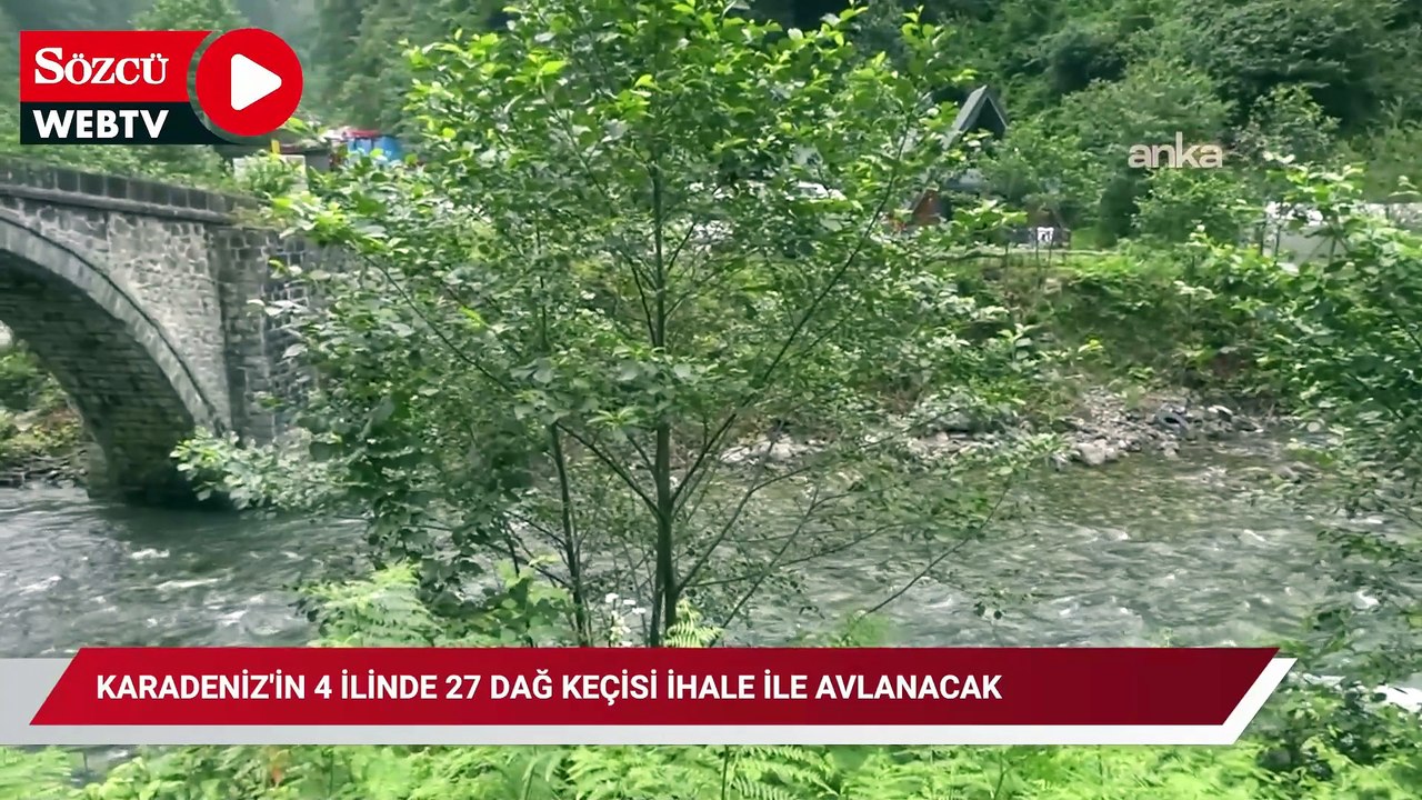 Karadeniz'in 4 ilinde 27 dağ keçisi ihale ile avlanacak