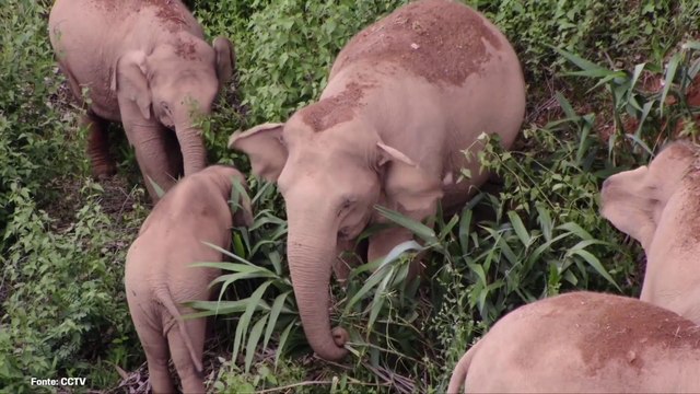 Aumentano gli elefanti selvatici in Cina