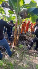 Cadela ajuda a achar ossada de mulher morta em União dos Palmares