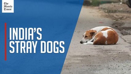 India's top court orders Delhi authorities to move stray dogs to shelters