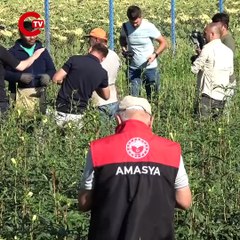 Amasya’nın tescilli lezzetine Afrika'dan rakip! Hasadı zorlu...