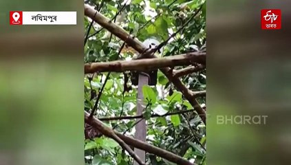 অথলে গ'ল মুখ্যমন্ত্ৰীৰ প্ৰতিশ্ৰুতি: নীপকোৱে পুনৰ এৰিলে পানী