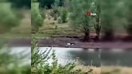 Sıcaktan bunalan ayı ailesi böyle görüntülendi