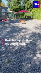 Un chien squelettique retrouvé à Pecq, la SPA retourne les réseaux sociaux pour Meiko