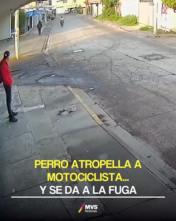PERRO ATROPELLA MOTOCICLISTA