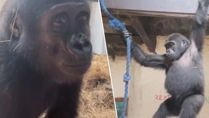 Yavru goril ‘Zeytin’in ülkesine dönmesi için hazırlıklar başladı