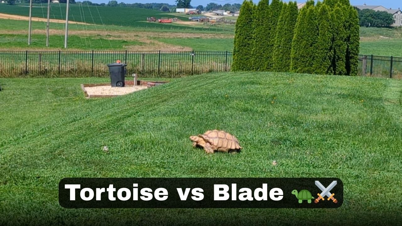 Tortoise slowly chases lawnmower around garden in hilarious attempt to stop the mowing