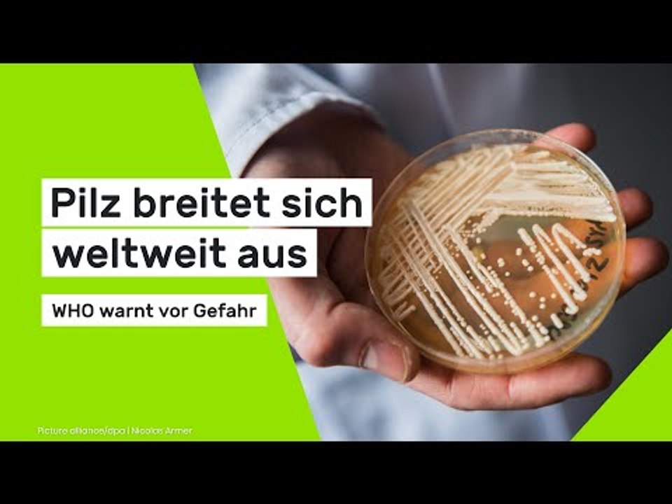 Pilz breitet sich weltweit aus - WHO warnt vor Gefahr