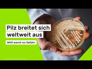 Pilz breitet sich weltweit aus - WHO warnt vor Gefahr