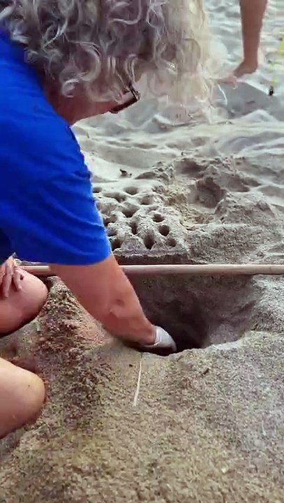 Tartarughe marine, il quinto nido all'Isola d'Elba