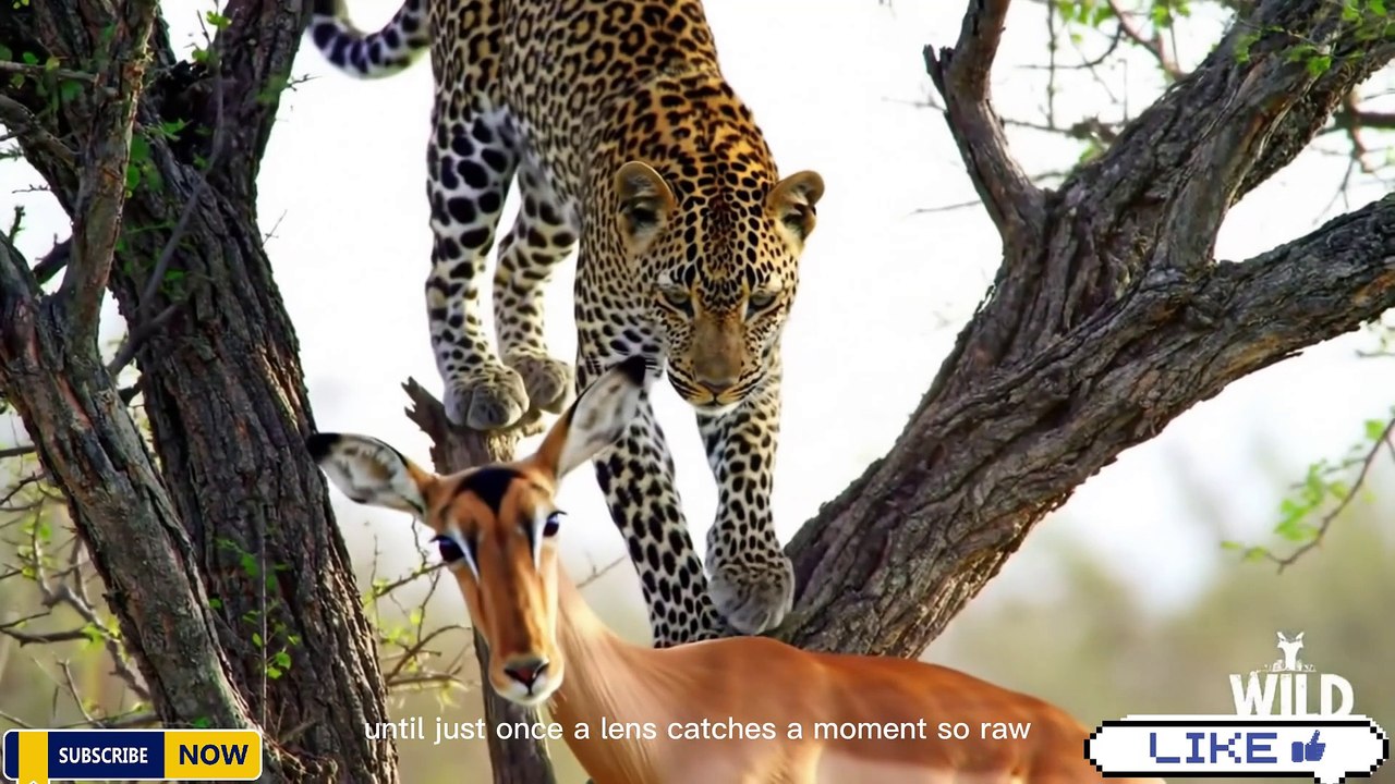 "Wild Wonders: The World's Most Dangerous Animals"