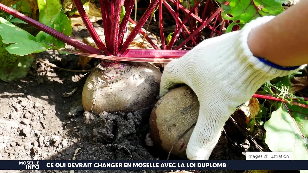 Moselle Info : le journal du mercredi 13 août 2025