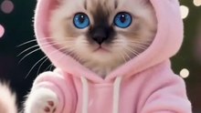 This baby cat in a hoodie just broke the internet! 😻✨ The most adorable thing you’ll see today. Just look at those eyes and that little paw! 💖 #cutecat #babycat #adorable #catsoftiktok #kittensofinstagram