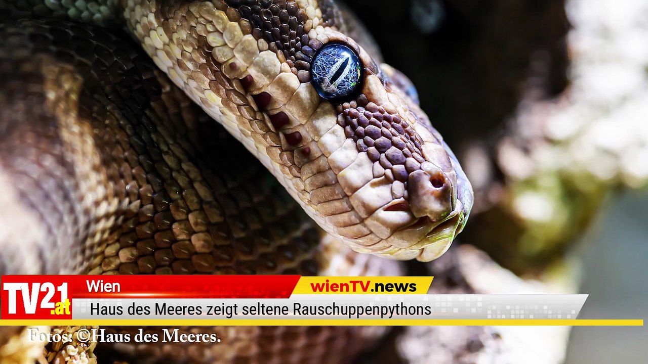 Haus des Meeres zeigt seltene Rauschuppenpythons