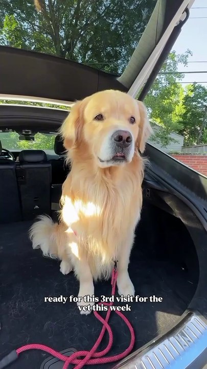 Me and My Golden| #usa #america #dog #usapets #viraldog #dogshorts