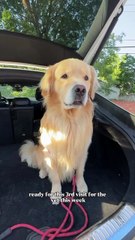 Me and My Golden| #usa #america #dog #usapets #viraldog #dogshorts