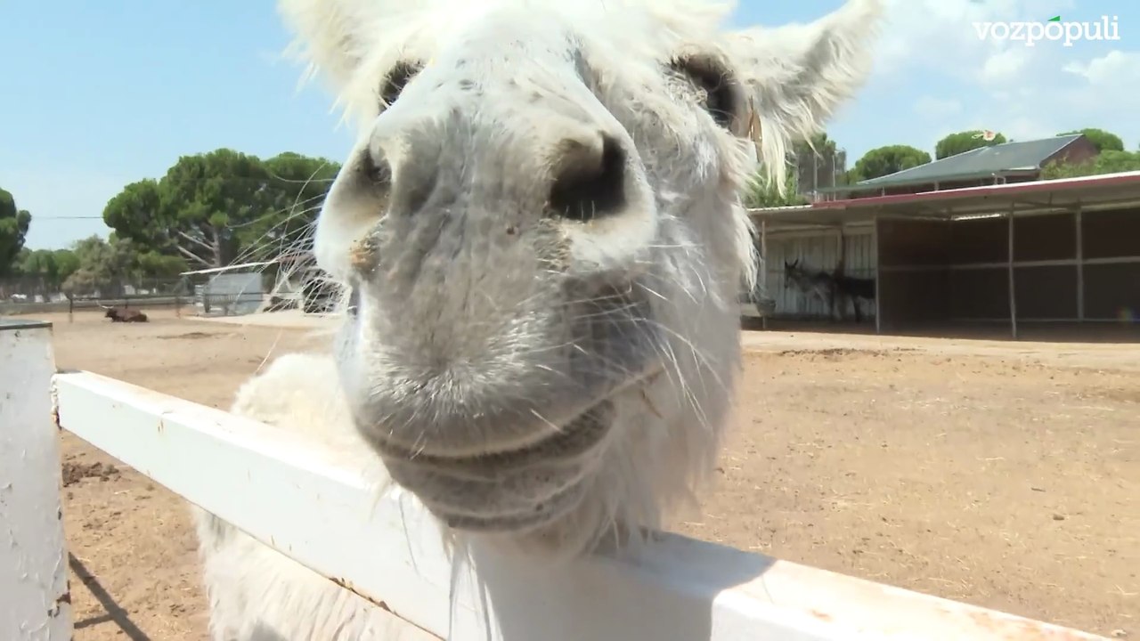 Burrolandia sobrevive al incendio de Tres Cantos (Madrid)