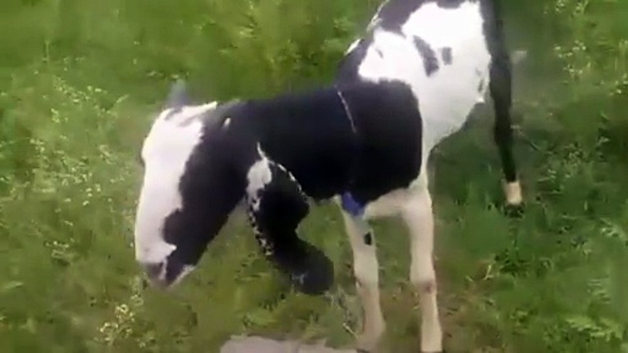 Rajanpuri Cross Goat/Rajanpuri Goat/Beetal Goat/Healthy Goat/Cross Breed Goat/Cute Goat/Goat Farming