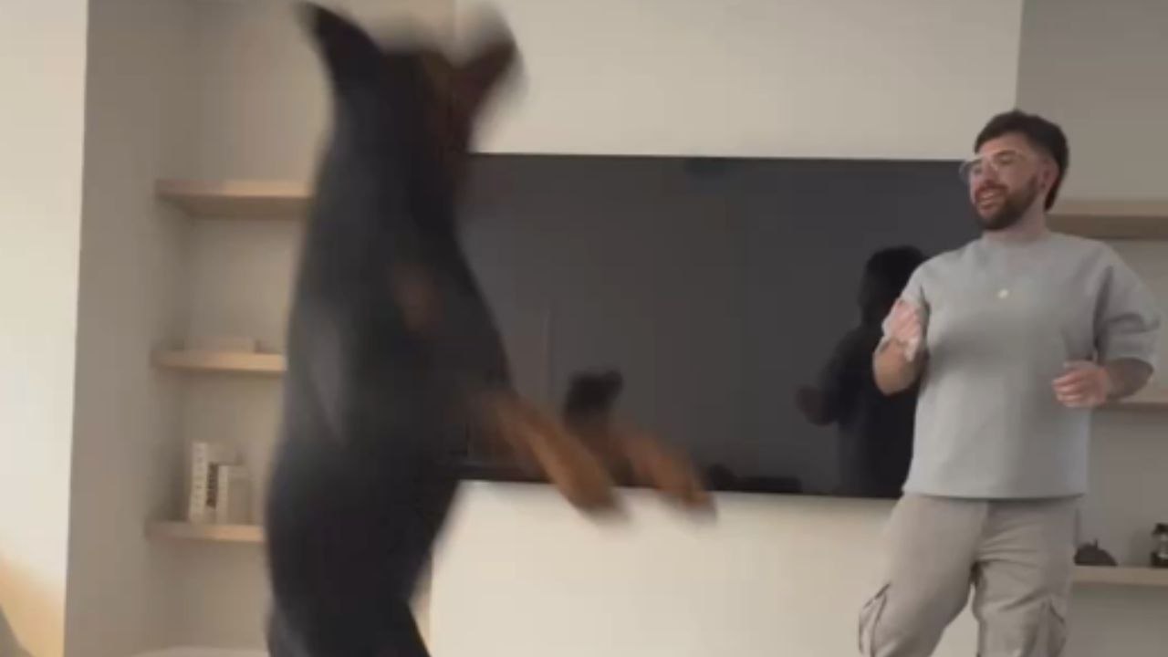 Dog loses all chill and smashes table while jumping for bubbles