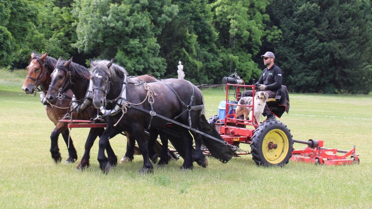 TRACTION ANIMALE dans les ESPACES VERTS avec SMDA