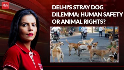Is removal of all stray dogs from Delhi-NCR practical? Experts weigh in