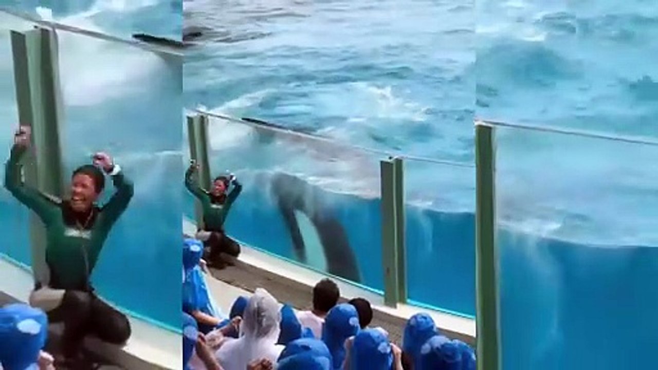 Jessica and dolphin, Jessica is no more 🥺😞