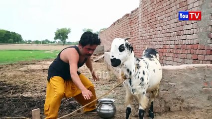 Number daar Ki Khaito Me Larai Numberar Funny Video _ Most Comedy Funny Video _ Numerdar Hd 2025