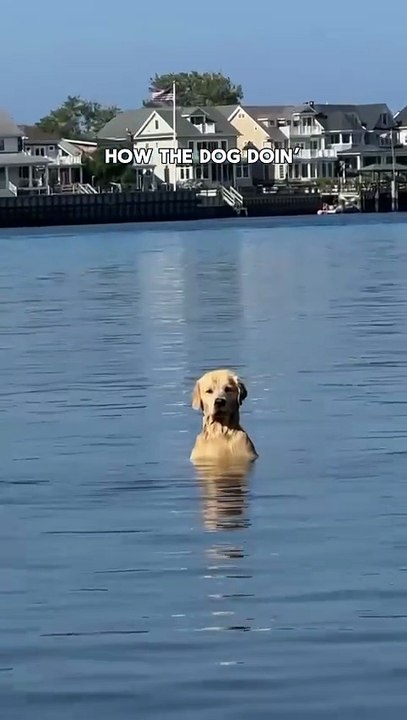 My Golden always ask| #dog #usa #america #unitedstates #viraldog #americandogs