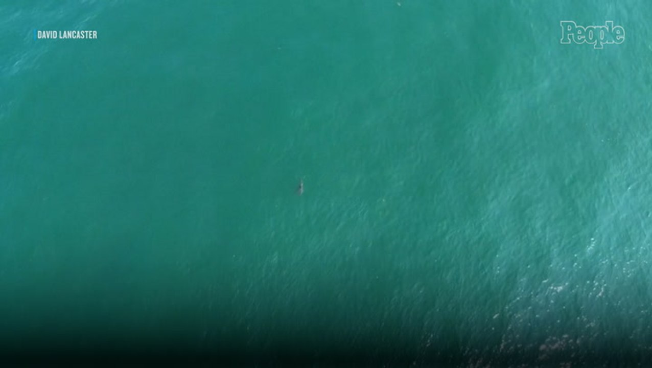 10-Foot Great White Shark Spotted Near Popular...