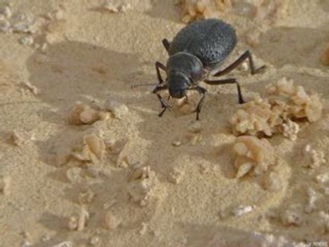 EL OUED SOUF _ CHANTEUR SOUFI