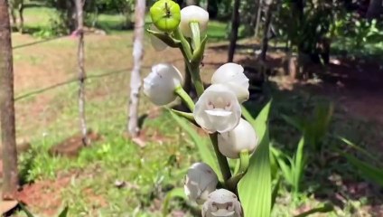 Las Minas se prepara para celebrar el Festival de la Flor del Espíritu Santo