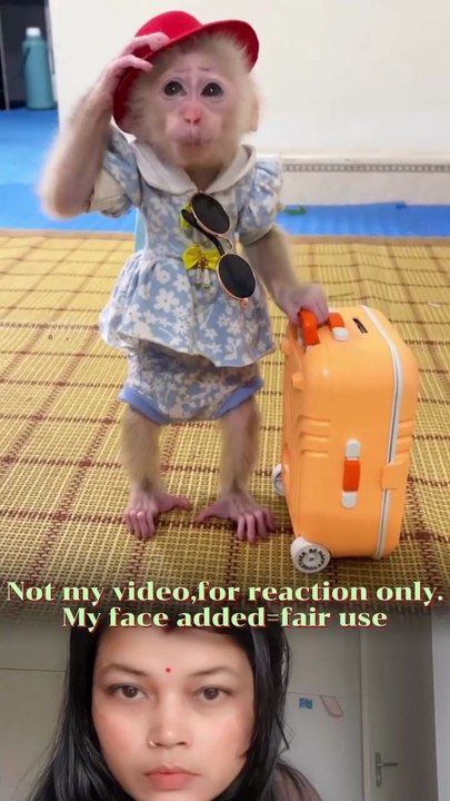 Baby monkey is leaving angrily🤣