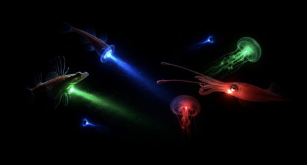 Océano a la luz de los focos: ¿qué secretos esconde?