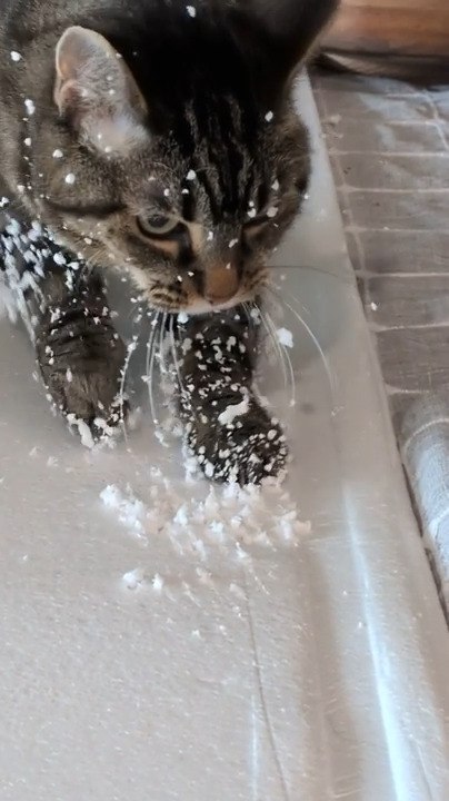 Cat Covers Itself in Thermocol Bits