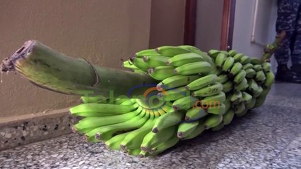 “Increíble pero cierto” someten ante la justicia a un hombre por el robo de un racimo de Guineo en SFM