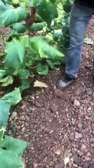 Uprooting cucumber plants