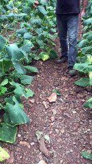 Root zone of cucumber plants