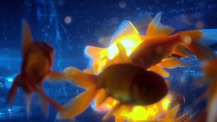 (BL)EP2 Vow in the sakura drizzle Eng Sub (2025)