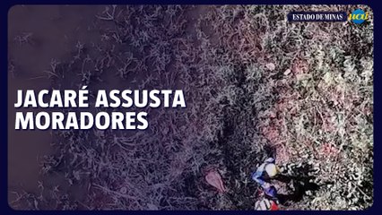 Jacaré Alfredo, mascote de Lagoa Santa, assusta moradores, mas está vivo