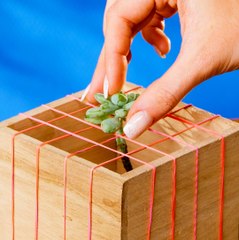 Friendly tips to grow the most out of your plants! 🌸