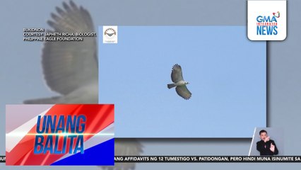 Pares ng wild Philippine eagle, muling naispatan makalipas ang halos dalawang dekada | Unang Balita