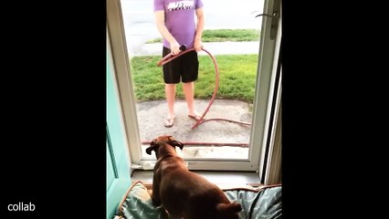 When you want a cat but have a comedian 😅 Funny Cats Videos 2025