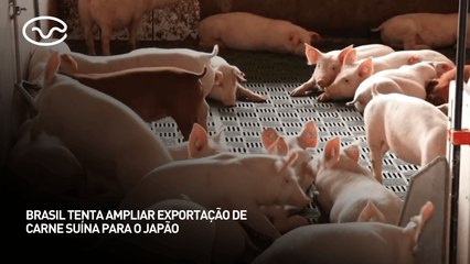 Brasil tenta ampliar exportação de carne suína para o Japão