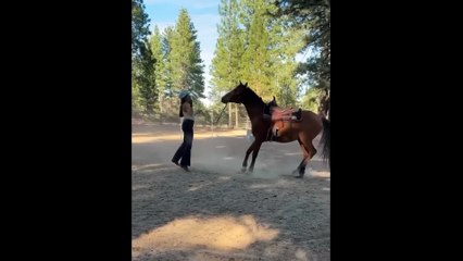 Playful Horses and Their Goofy Moments