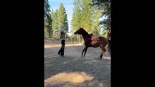 Playful Horses and Their Goofy Moments