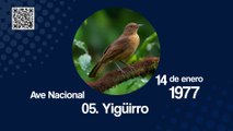 Símbolo Nacional: El Yigüirro / Sinart Didáctico
