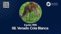 Símbolo Nacional: Venado Cola Blanca / Sinart Didáctico