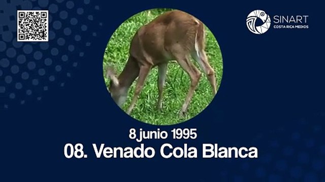 Símbolo Nacional: Venado Cola Blanca / Sinart Didáctico