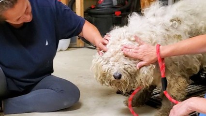Matted Dog On The Run For Over Two Years Finally Gets Rescued