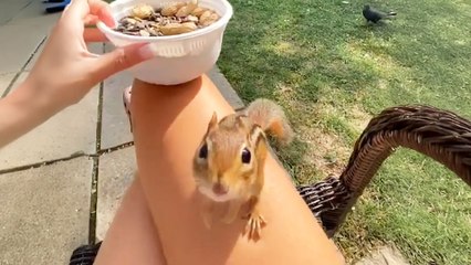 Chipmunk Plays Freeze Game With His Human BFF